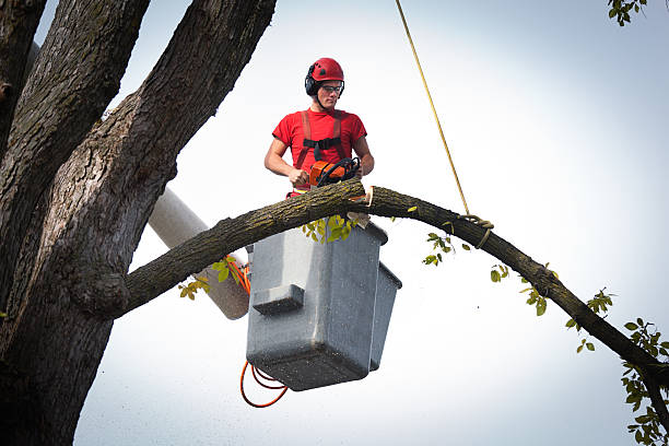 Reliable Hanley Hills, MO Tree Removal Solutions